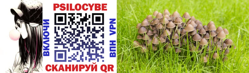omg зеркало  Суворов  Псилоцибиновые грибы Psilocybe  магазин   